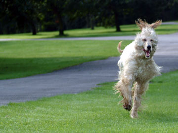 Pet Photographer MaSha - Photo of the month pet photography