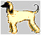 Pet Photography Screen Saver 1