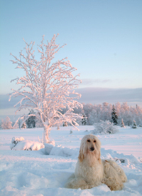 Canine Photographer Masha welcomes you to Canine Photography Studio MaSha Photo