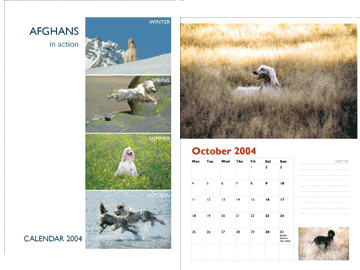 Pet Photography Services by MaSha - London Pet Photographer