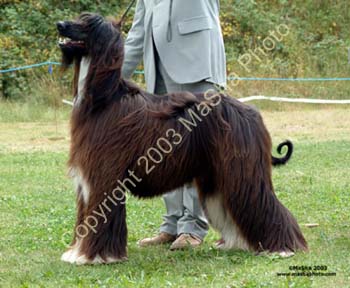 Grad-Dog---2