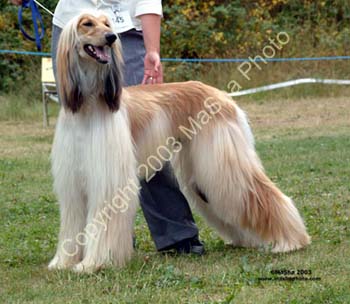 Grad-Dog---3