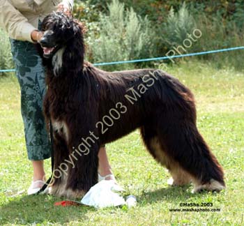 Junior-dog---1