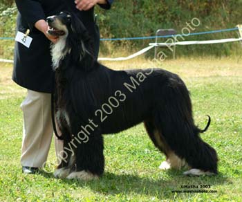 Junior-dog---2
