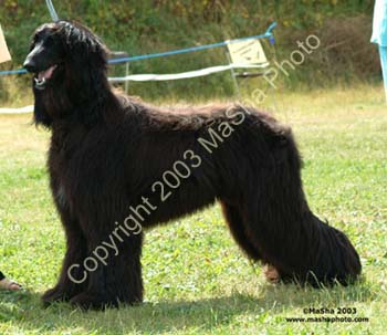 Junior-dog---3