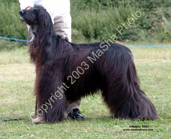 Limit-Dog---1
