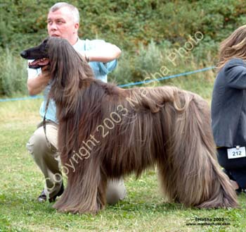 Limit-Dog---2