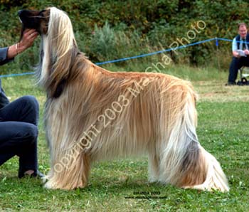 Limit-Dog---3