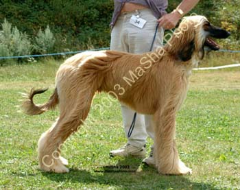 Maiden-Dog---1