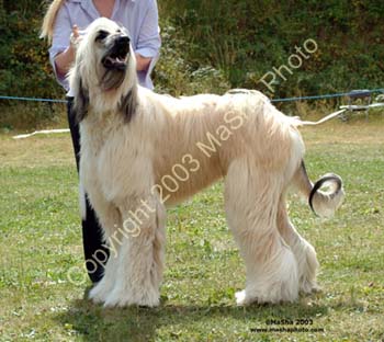 Maiden-Dog---2