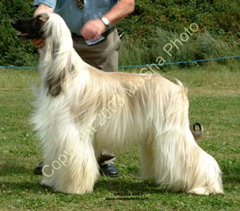 Mid-Limit-Dog---1