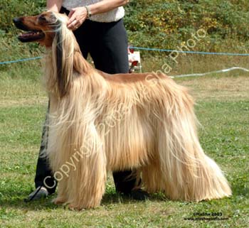 Mid-Limit-Dog---2
