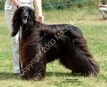 Mid-Limit-Dog---3