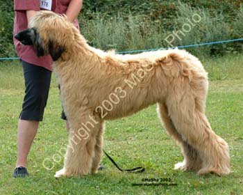 Minor-Puppy-Dog--1