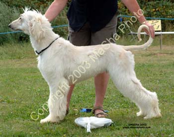 Minor-Puppy-Dog--2