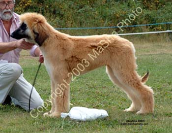 Minor-Puppy-Dog--3