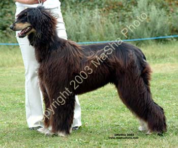 Novice-Dog---1