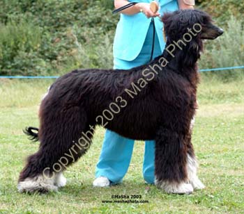 Novice-Dog---2