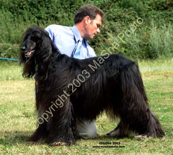 Open-Dog---1