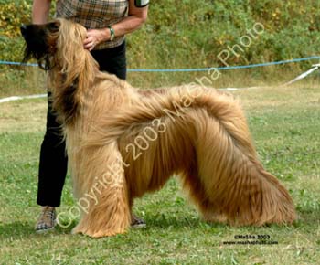 Open-Dog---3