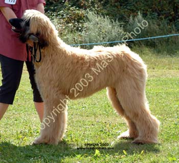 Puppy-Dog---1