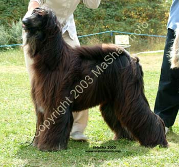 SY-Dog---1