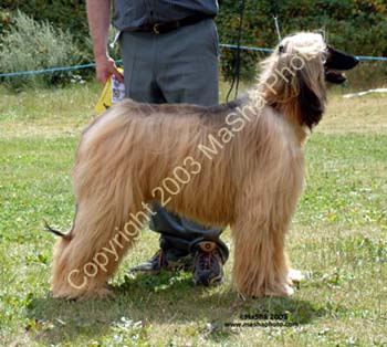 SY-Dog---3