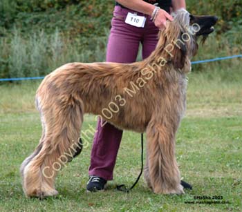 Spec-Beg-Dog---2