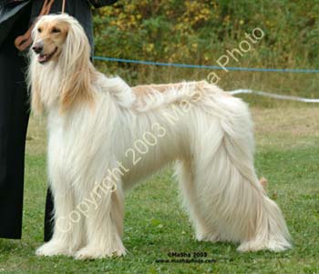 Spec-Beg-Dog---3