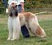 Grad-Dog---3