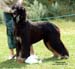 Junior-dog---1