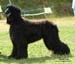 Junior-dog---3