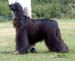 Limit-Dog---1