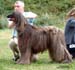 Limit-Dog---2