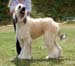 Maiden-Dog---2