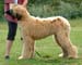 Minor-Puppy-Dog--1