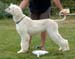 Minor-Puppy-Dog--2