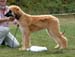 Minor-Puppy-Dog--3