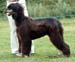 Novice-Dog---1