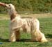 Open-Dog---2