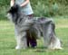 Post-Grad-Dog---1