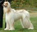 Spec-Beg-Dog---3