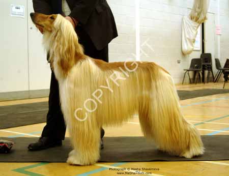 Graduate dog