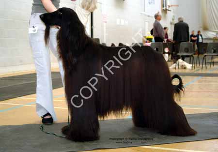 Limit dog