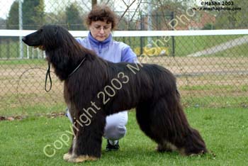 Junior, SY & Novice dog