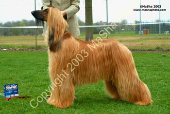 Limit dog