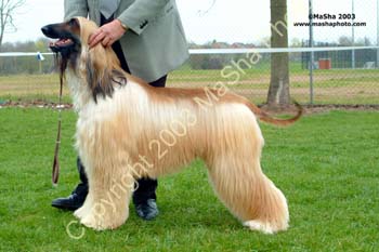 Post Graduate dog