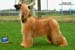 Limit dog