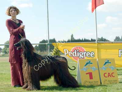Breeders class & CAC - 1c