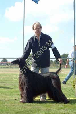 Champion dog - 1a